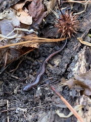 Plethodon serratus