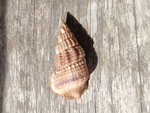 Terebralia sulcata, 2025-12-28