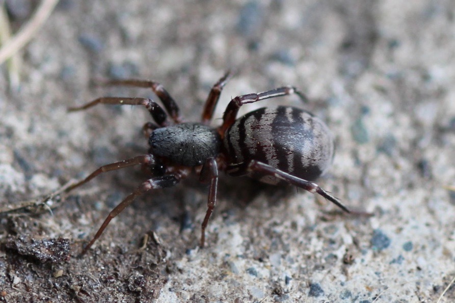 Castianeira athena