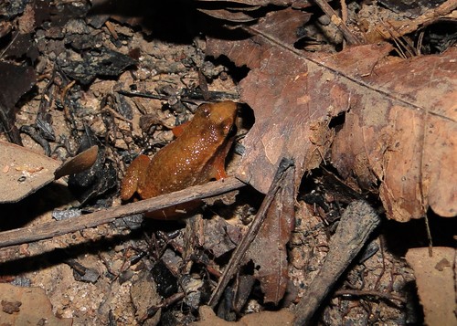 Stephen's Rocket Frog