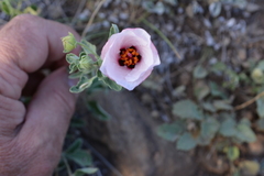 Pavonia cymbalaria