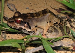 Leptodactylus knudseni