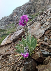 author not stated, no rights reserved Primula nivalis, photograph author not stated, no rights reserved