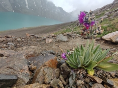 author not stated, no rights reserved Primula nivalis, photograph author not stated, no rights reserved