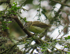 Vireo leucophrys