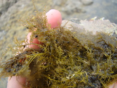 Eatoniella