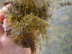 Eatoniella