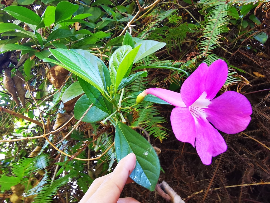 Purple bignonia