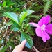 Purple Funnel Vine - Photo (c) Carlos G Velazco-Macias, some rights reserved (CC BY-NC), uploaded by Carlos G Velazco-Macias