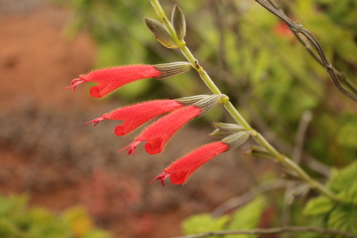 Salvia de Chiloé