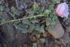 Pavonia cymbalaria