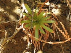 Dudleya candelabrum