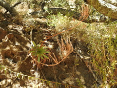 Dudleya candelabrum