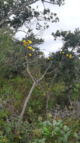 Buttercup Tree