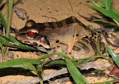 Leptodactylus knudseni