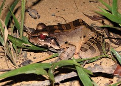 Leptodactylus knudseni