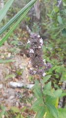 Hyptis rhytidea