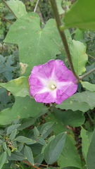 Ipomoea lambii