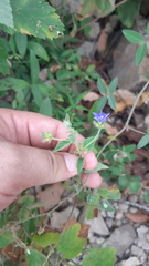 Jacquemontia evolvuloides