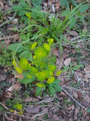 Euphorbia roemeriana
