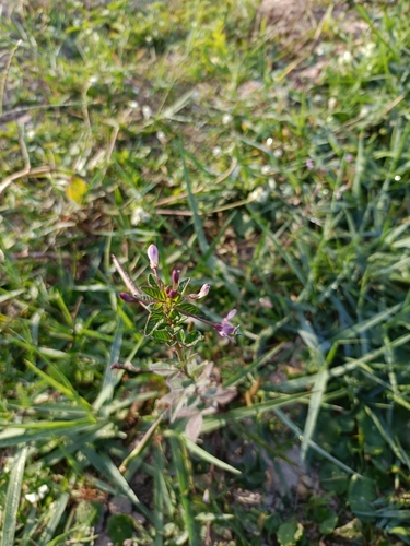 Purple Cleome