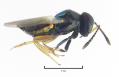 Parectromoides varipes