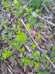 Euphorbia roemeriana