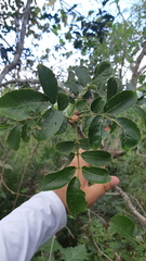 Zanthoxylum caribaeum