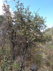 Quercus castanea