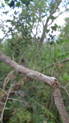 Zanthoxylum caribaeum