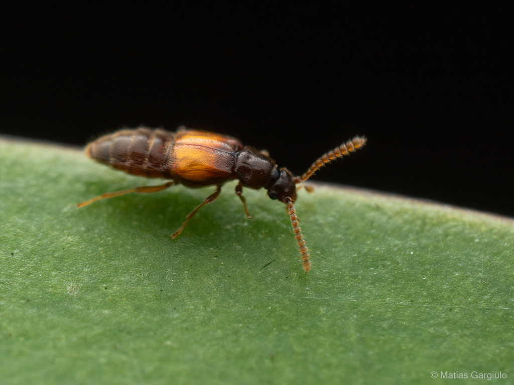 Solieriinae
