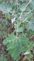 Onoseris onoseroides