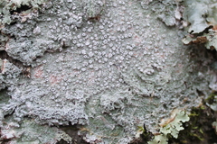 Pertusaria texana