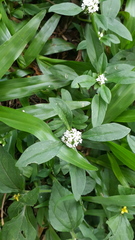 Spermacoce dasycephala