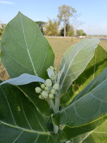 crown flower