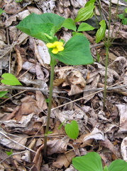 Viola pubescens