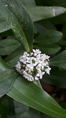 Spermacoce dasycephala