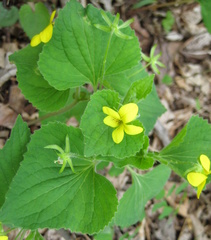 Viola pubescens