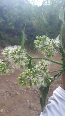 Critonia quadrangularis