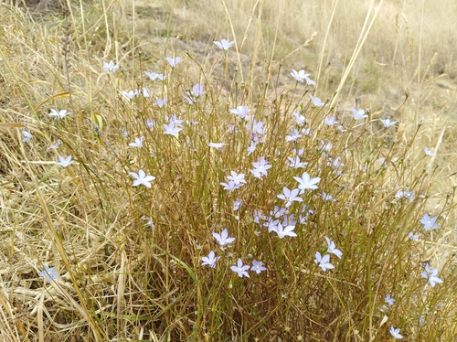 Wahlenbergia gracilis