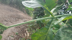 Critonia quadrangularis