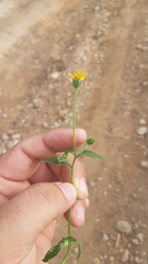 Tridax dubia