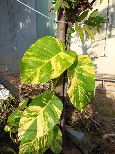 Golden Pothos
