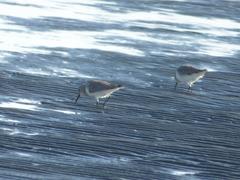Calidris alpina
