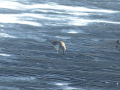 Calidris alpina
