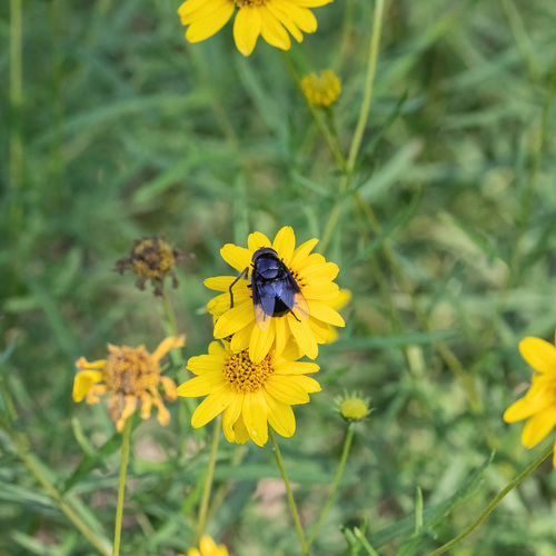Unknown species found near National Butterfly Center, 3333 Butterfly Pk Dr, Mission, TX 78572, USA