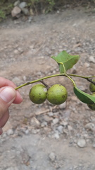 Strychnos panamensis