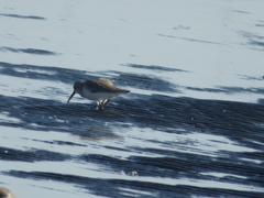Calidris alpina