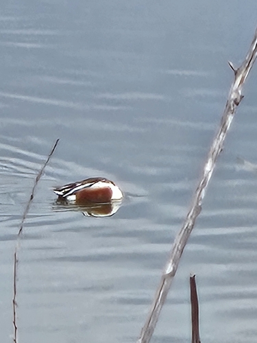 iNaturalist observation photo of Northern Shoveler