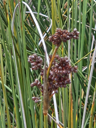 iNaturalist observation photo of spiny rush